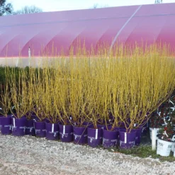 Yellow Twig Dogwood Shrub -Deals The Flora Sprout Store Yellow Twig Dogwood 8