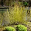 Yellow Twig Dogwood Shrub 2 Yellow Twig Dogwood Shrub -Deals The Flora Sprout Store Yellow Twig Dogwood FGT 600x600 3b356f68 5193 4190 99ba deced1892076