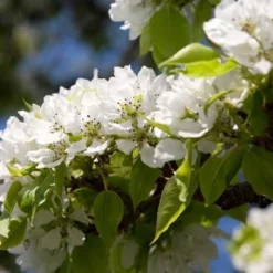 Yoinashi Asian Pear Tree -Deals The Flora Sprout Store Yoinashi Asian Pear 1