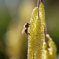 York Filbert Hazelnut 13 York Filbert Hazelnut -Deals The Flora Sprout Store York Hazelnut 2