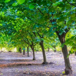 York Filbert Hazelnut 11 York Filbert Hazelnut -Deals The Flora Sprout Store York Hazelnut 4