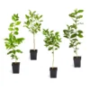 Citrus Tree Variety Kit 1 Citrus Tree Variety Kit -Deals The Flora Sprout Store pkg 1 Mey Persian Lime Calomon Navel 1 2 1QT 600x600 508a9d8f 9614 4768 bd25 466123650312