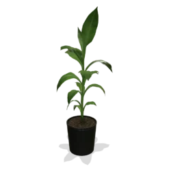 Cold Hardy Banana Tree 11 Cold Hardy Banana Tree -Deals The Flora Sprout Store products 0759c65d 800b 498b b0a2 d9fb8d8c790e