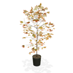 Autumn Blaze® Red Maple Tree 12 Autumn Blaze® Red Maple Tree -Deals The Flora Sprout Store products 5f8d8f31 87b0 4c0c bdb7 89dc64fd77ef
