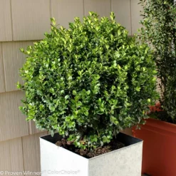 Sprinter® Boxwood Shrub 9 Sprinter® Boxwood Shrub -Deals The Flora Sprout Store sprinter boxwood 2 FGT