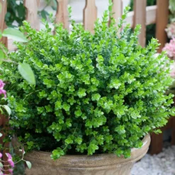 Sprinter® Boxwood Shrub 10 Sprinter® Boxwood Shrub -Deals The Flora Sprout Store sprinter boxwood 3
