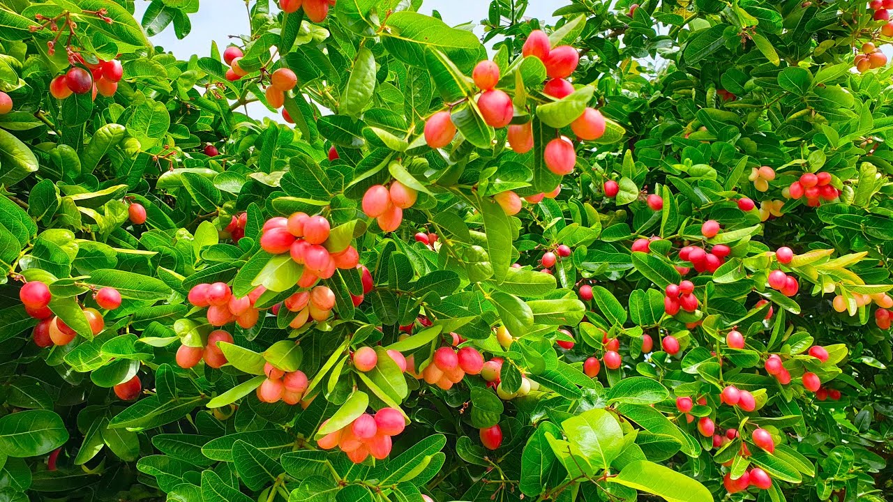 Deals The Flora Sprout Store -Deals The Flora Sprout Store 1 e39b7278 aa11 4237 b1f5 d58a19486bf1